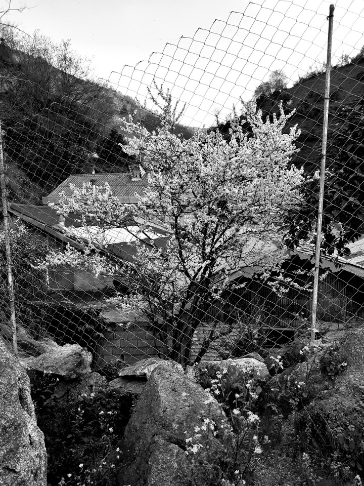 Spring is on the other side of the fence