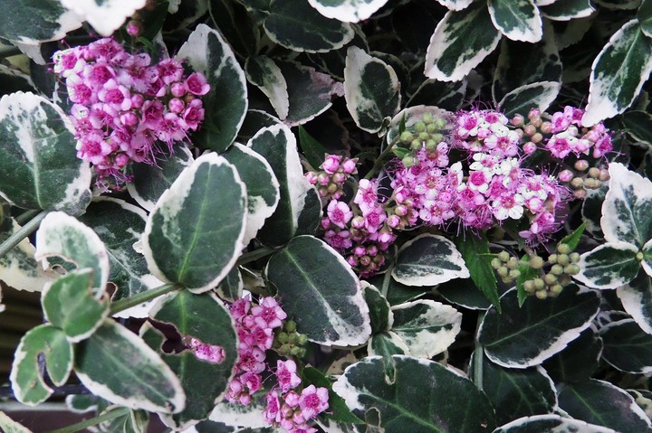 Green&violet