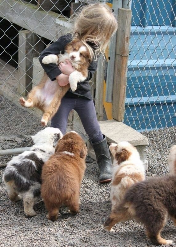 The Border Collie Because There Is No Better Dog