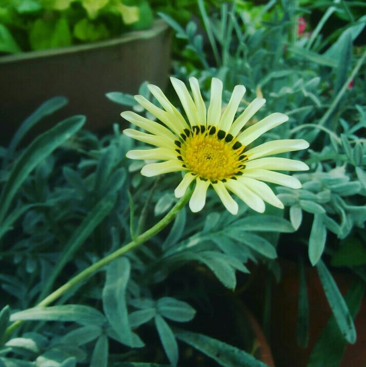 Lovely Flower
