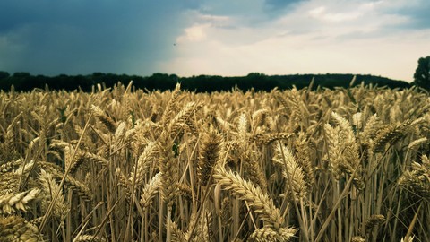 Kornfeld