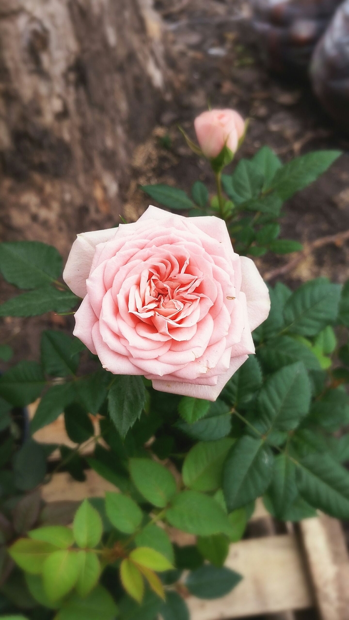 Flor