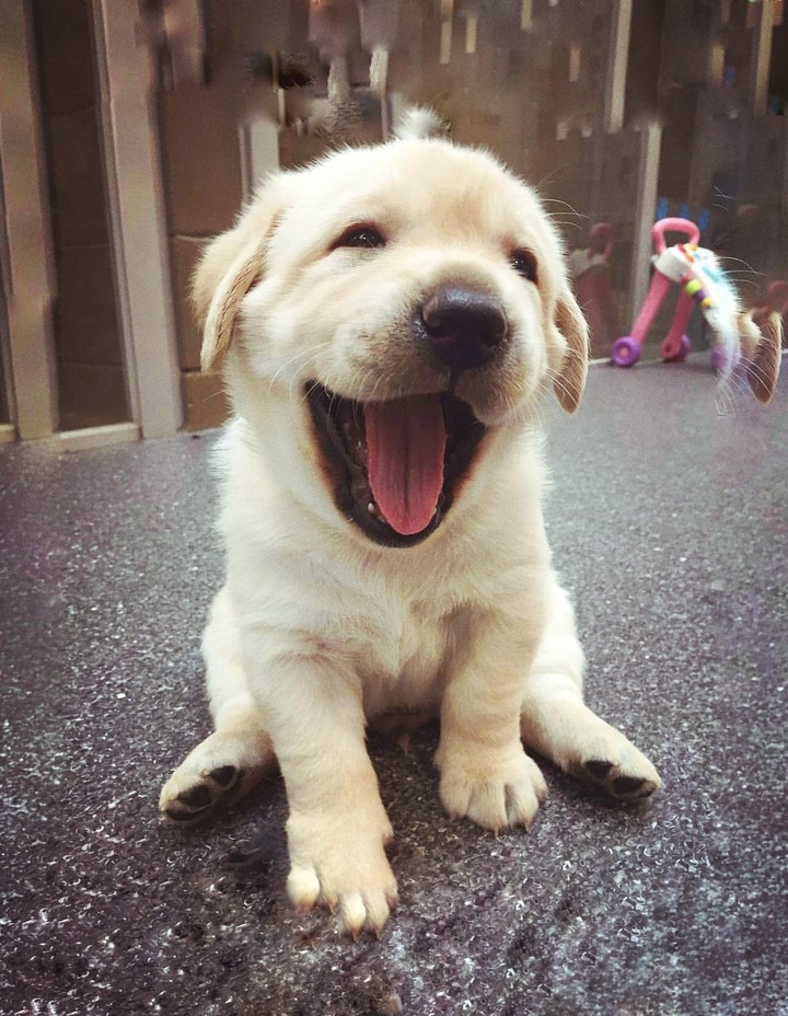 Labrador