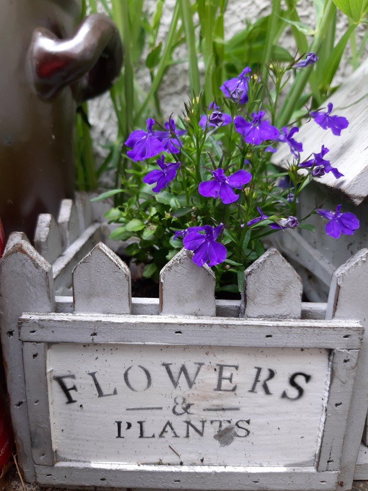 Flower