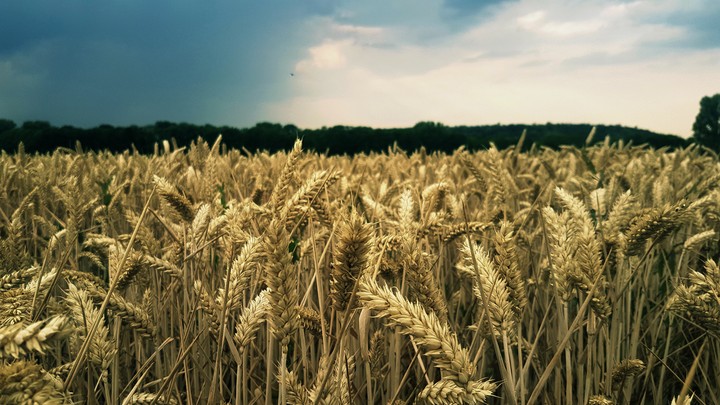 Kornfeld
