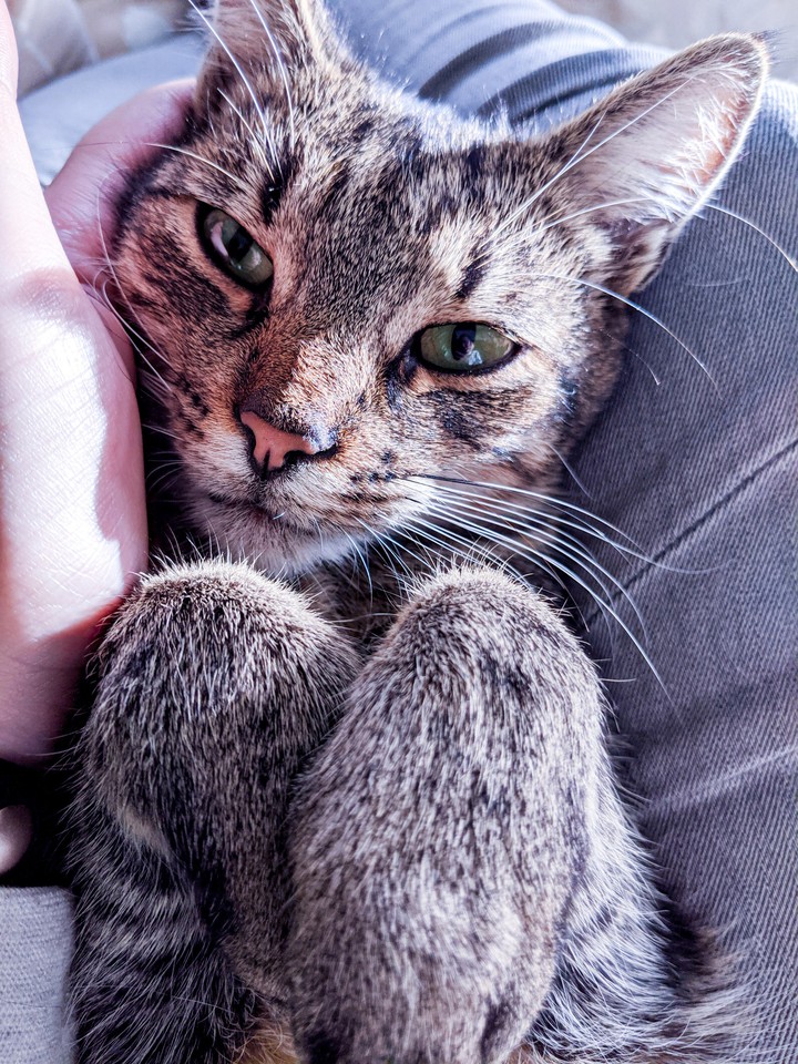 cat