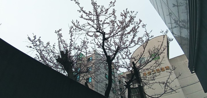 올들어 처음 본 벚꽃
