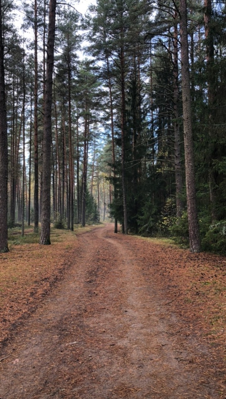 По-настоящему осенний лес