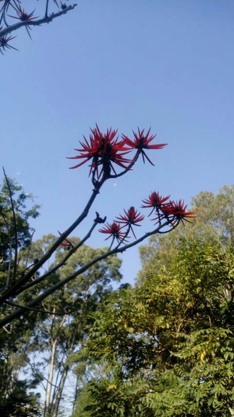 flor e céu