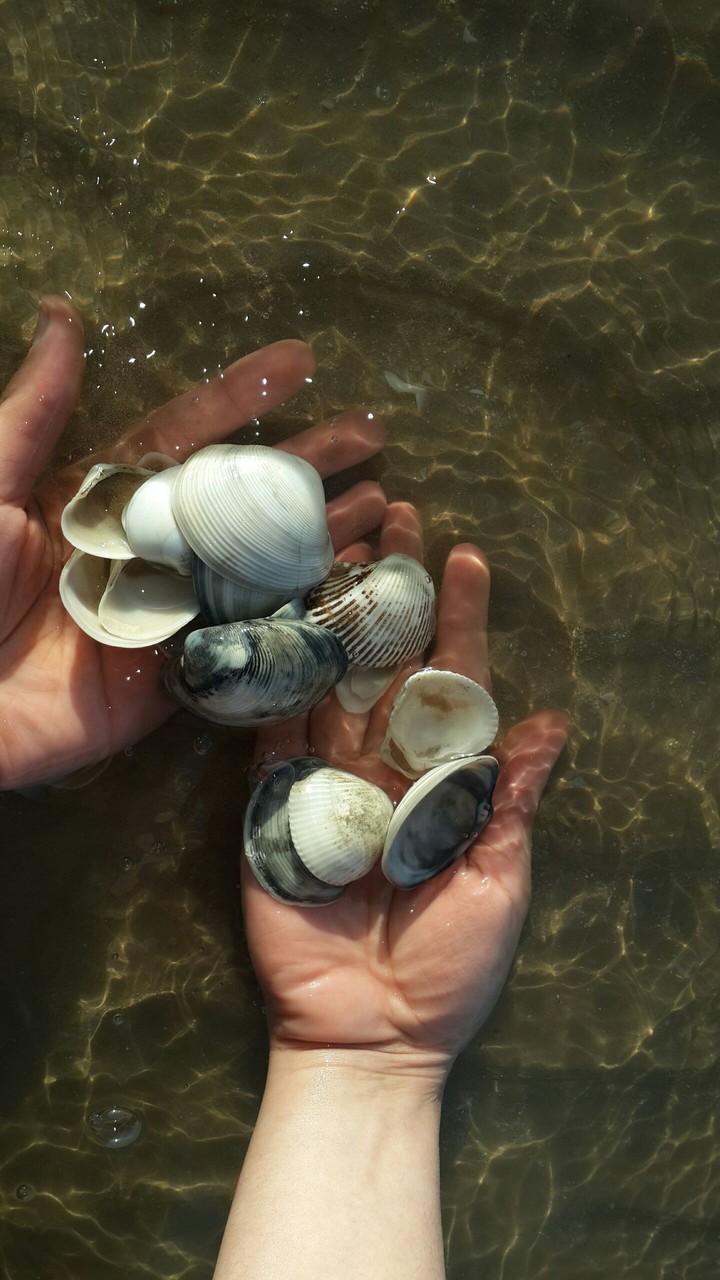 shells