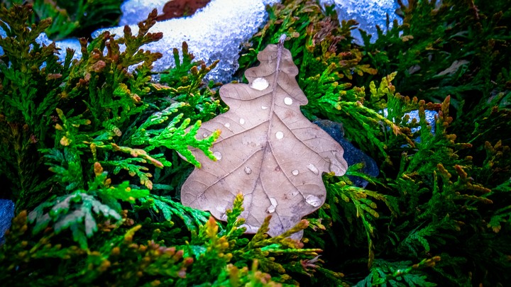 Green tree