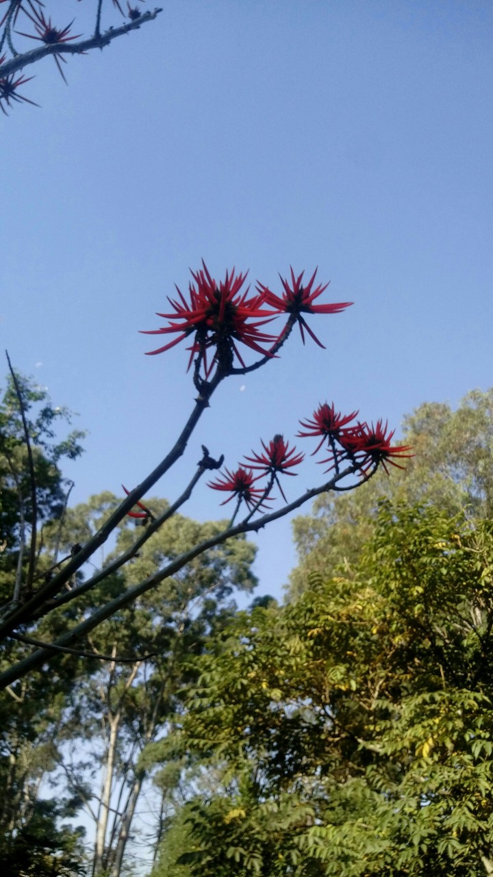 flor e céu
