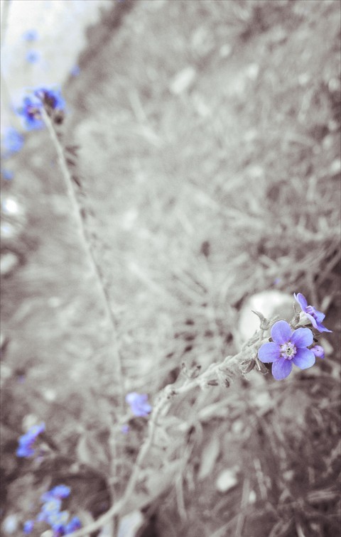 teeny flower