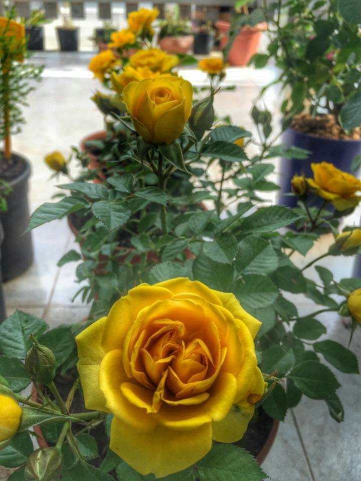 rose gialle