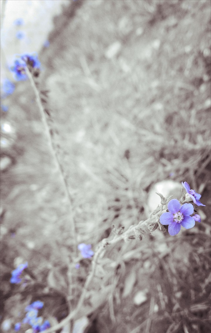 teeny flower