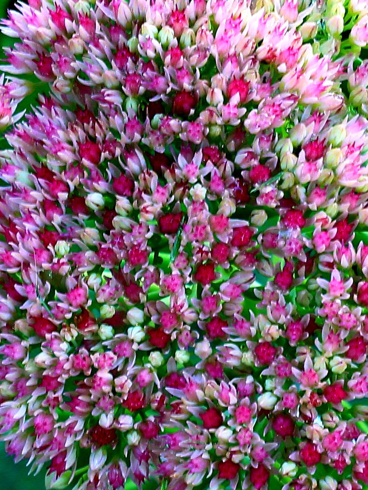 Stonecrop