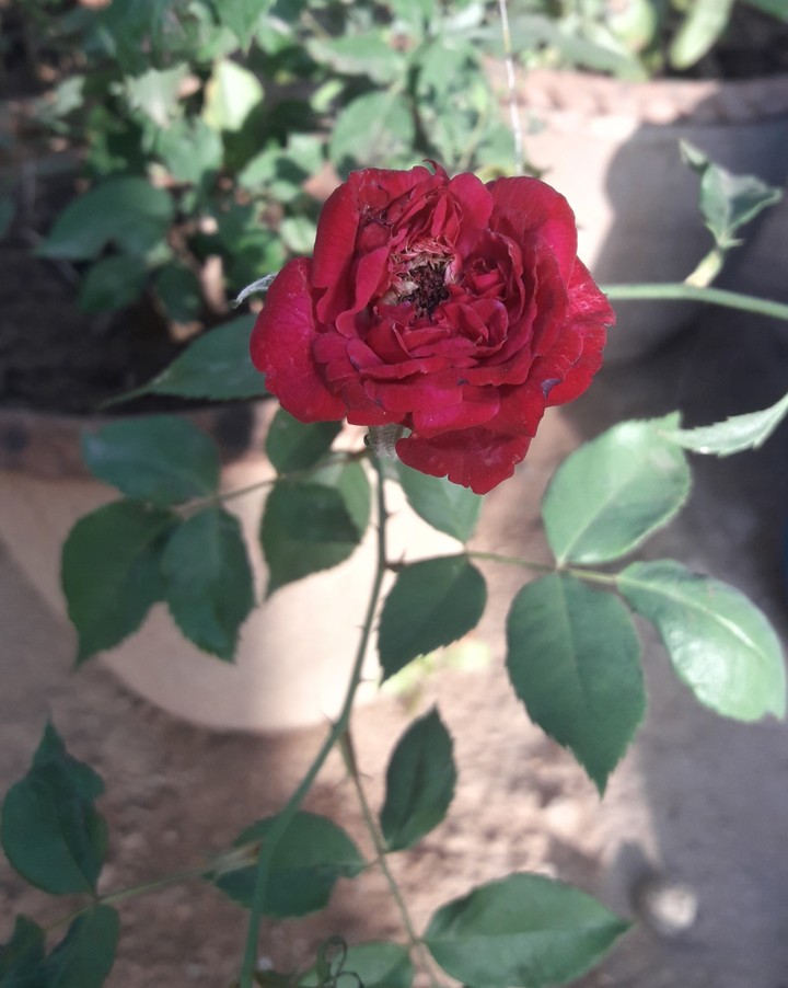 Red Rose