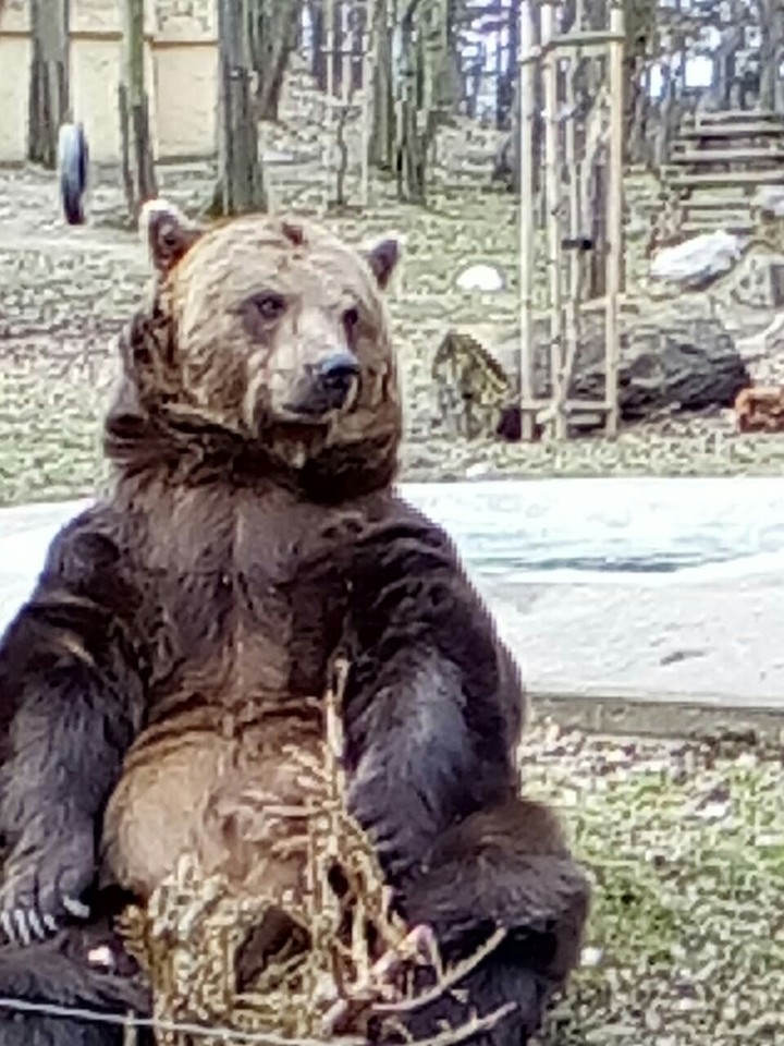 Very good bear 