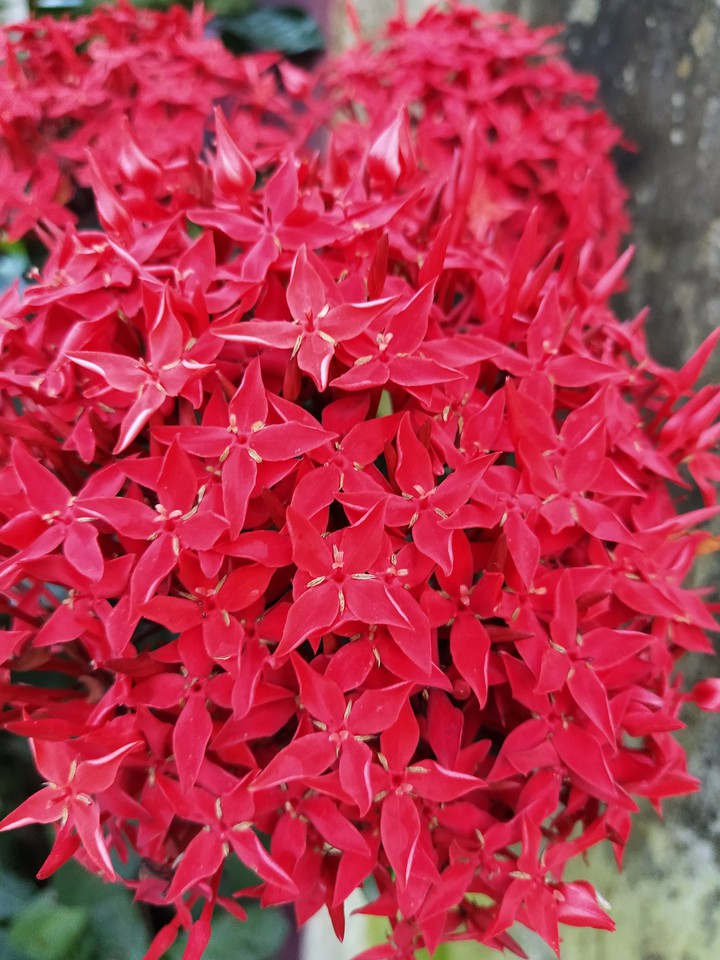 red most flower