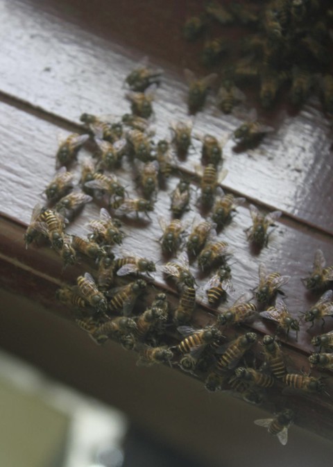arthropod, insect वॉलपेपर
