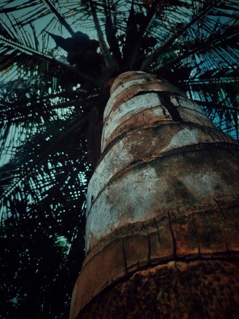 tree