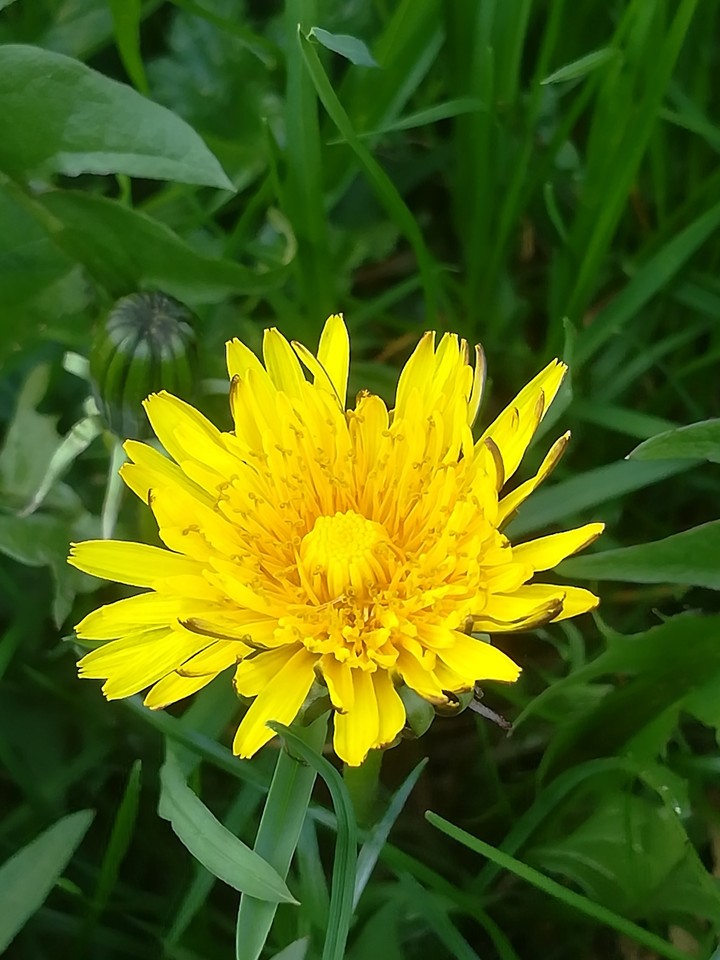 flowers from my garden