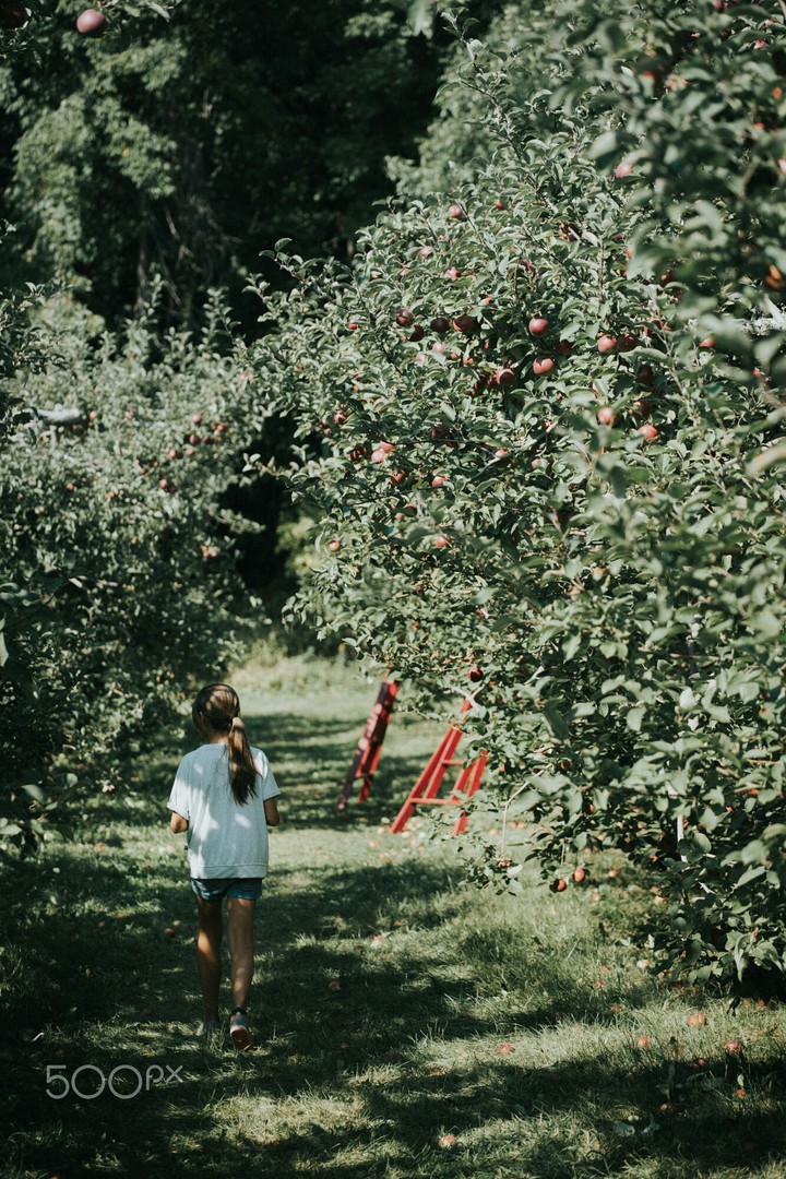 in the farm