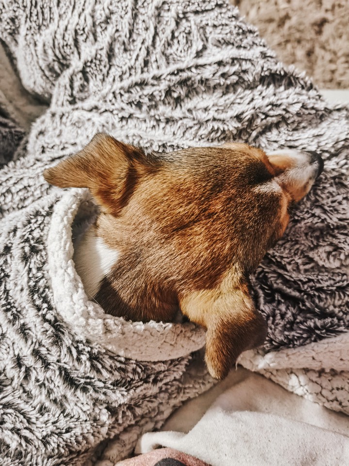 My fur baby