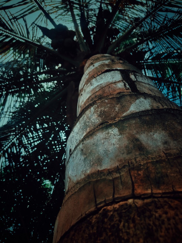 tree
