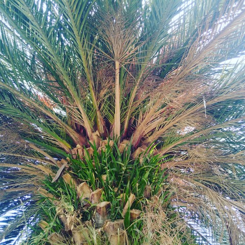 Palmera