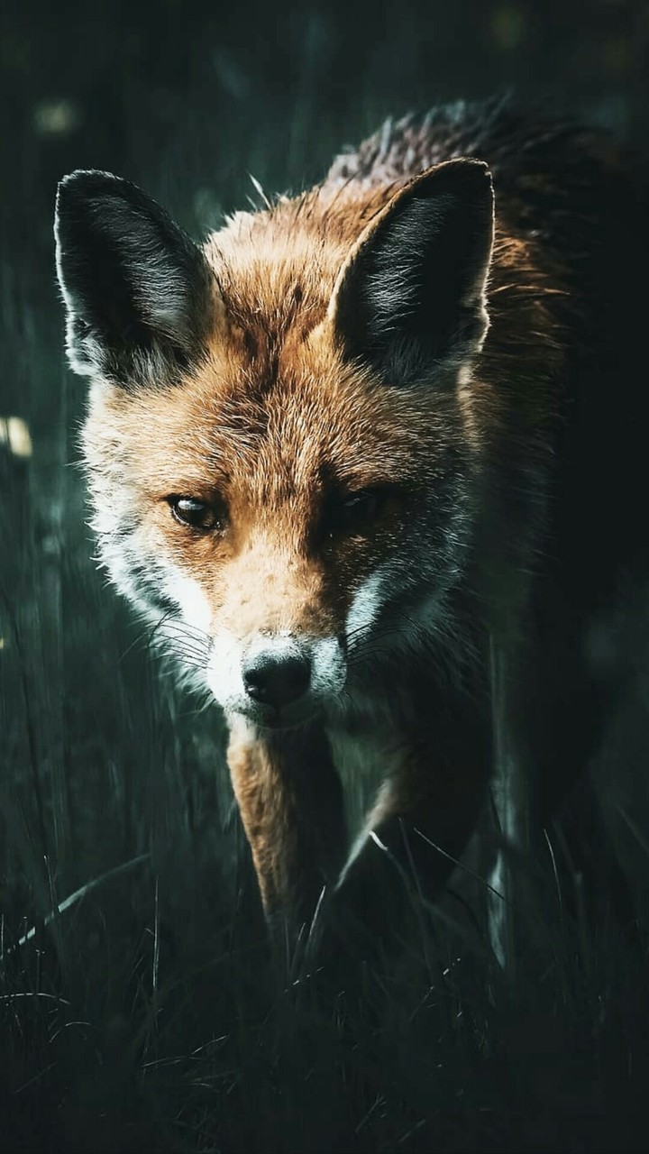 лис