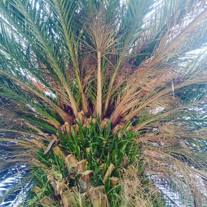 Palmera 