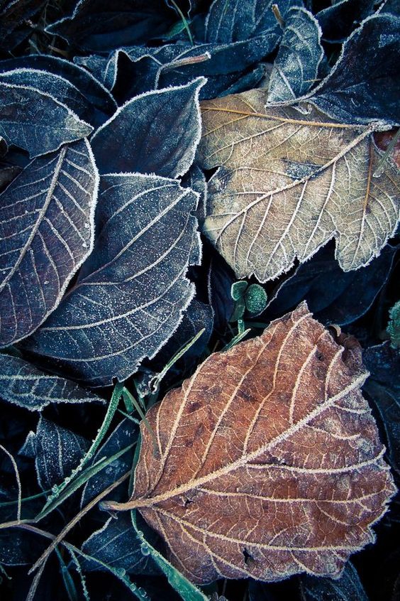 Autumn :)