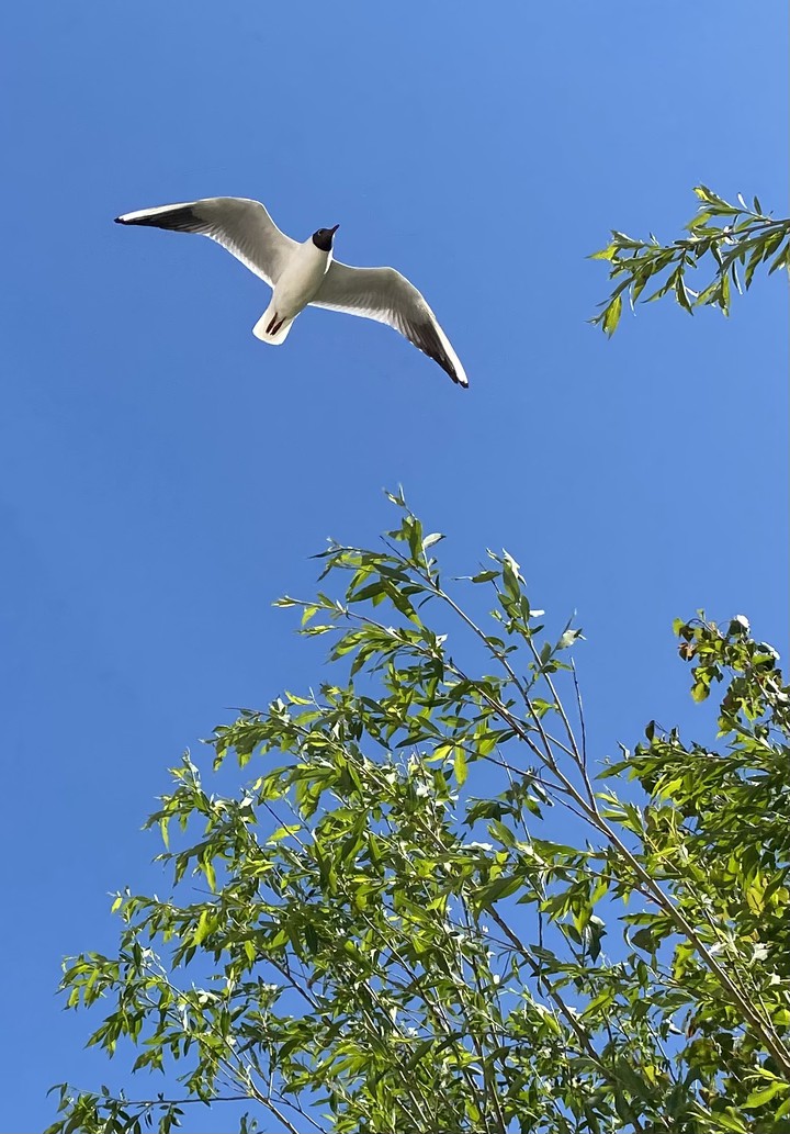 seagull