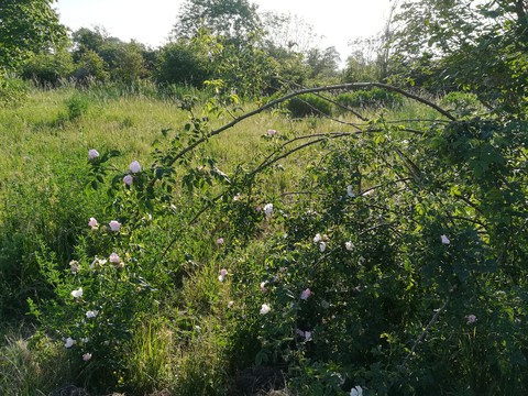 Wild rose bush
