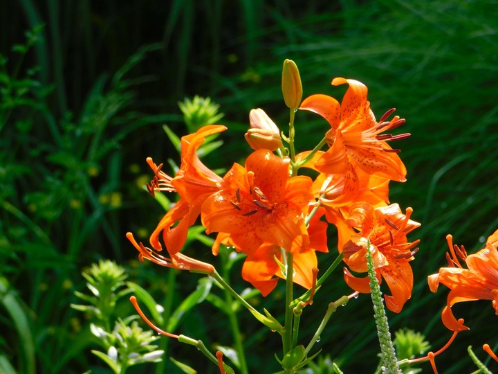 Lily