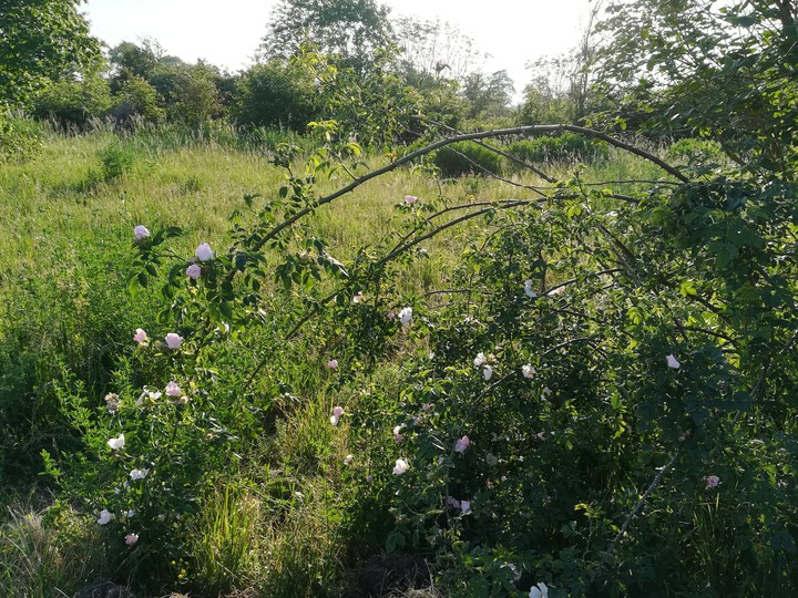 Wild rose bush