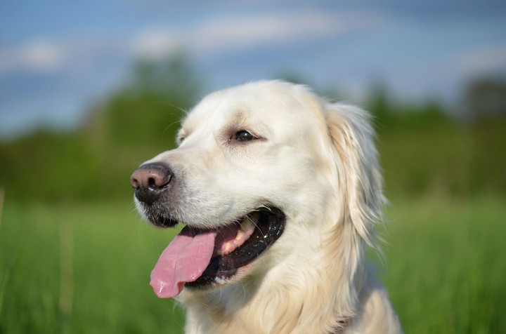 Benek dog