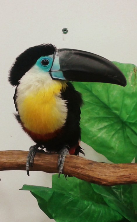 parrot