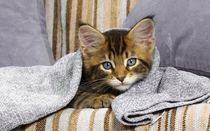 Tired cat "