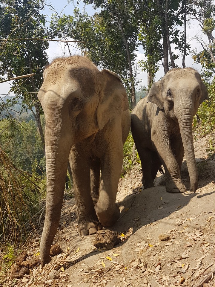 Éléphants de Thaïlande