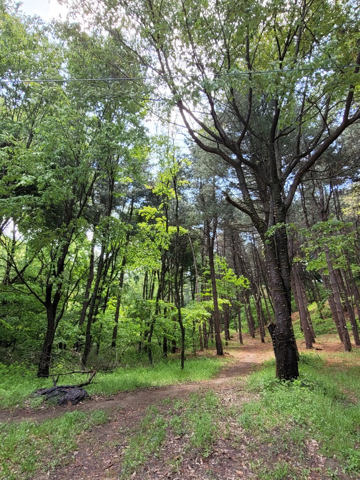 forest