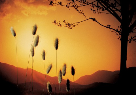 Asia Images