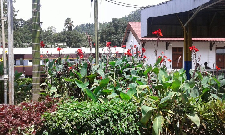 garden