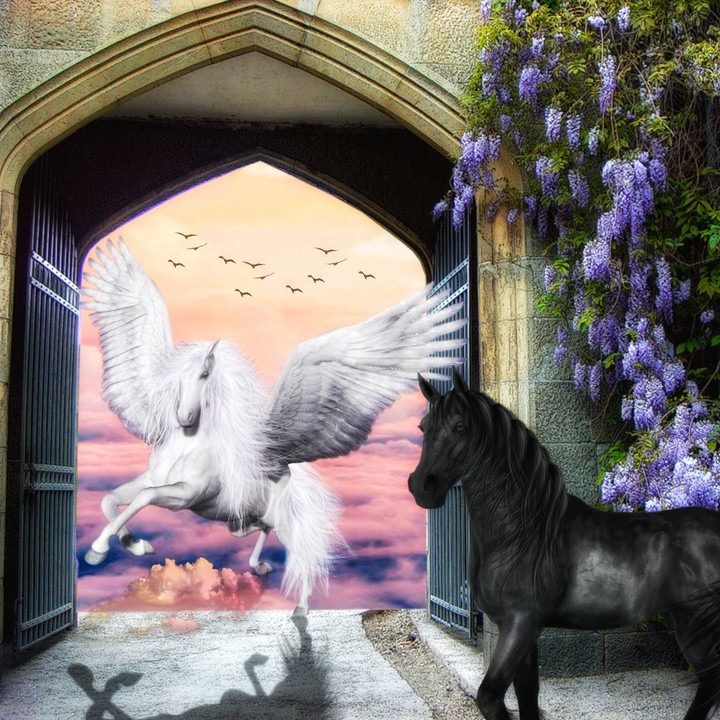Pegasus