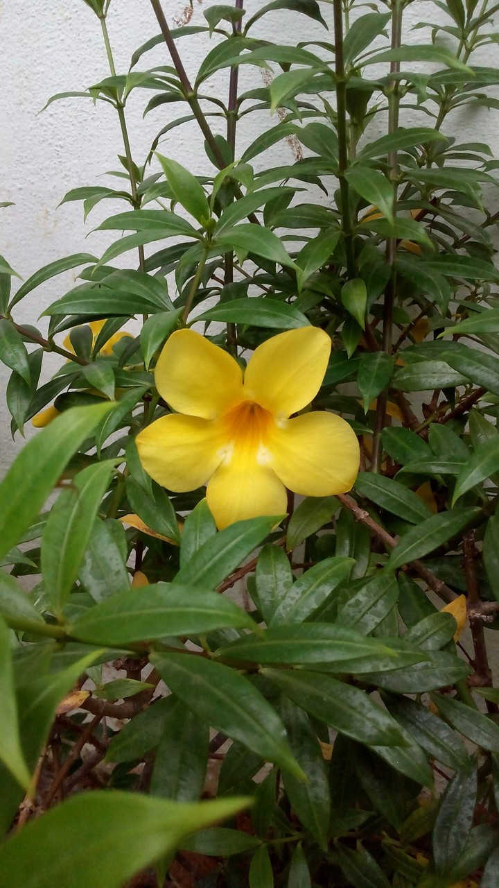 yellow flower