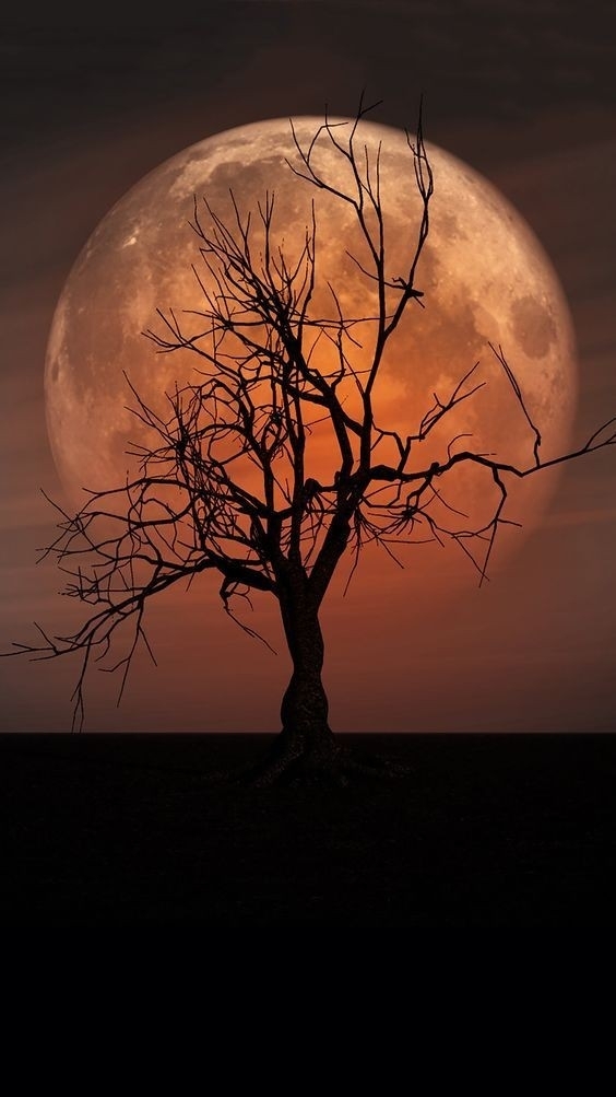 Noche Hermosa