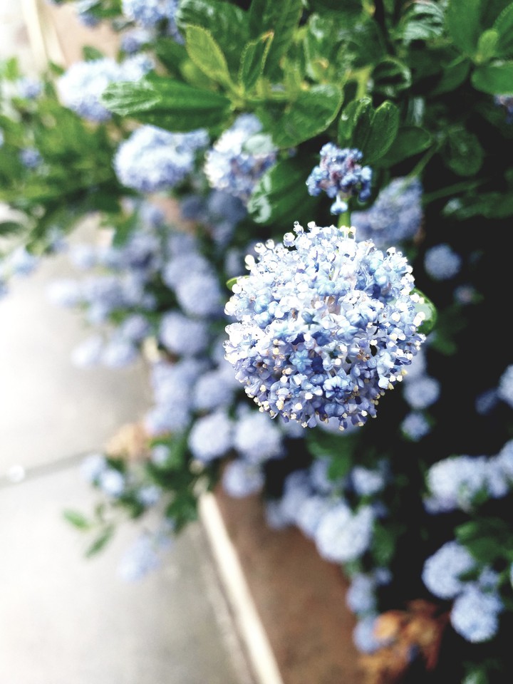 bluetiful!!