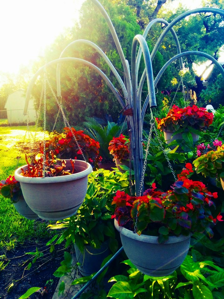 In the Garden