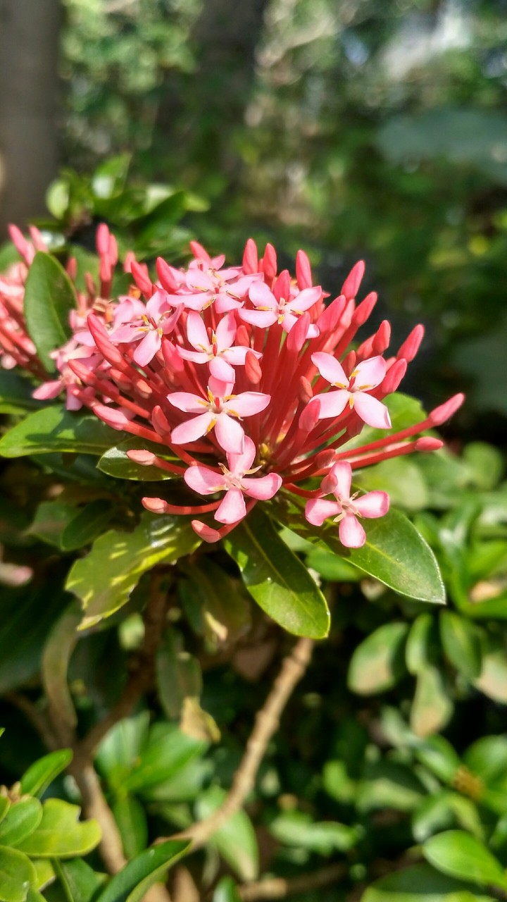 Red Lily